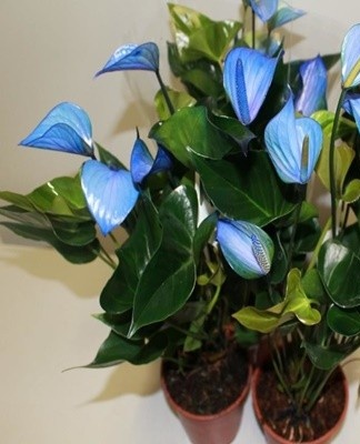 When transplanting, you need to carefully study the condition of the root system.