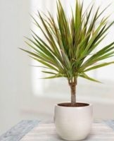 How to properly care for dracaena at home