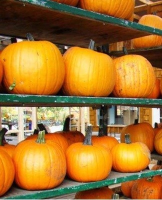  The fruit has a dense orange pulp with an excellent taste.