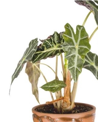 For alocasia, a slightly acidic fertile soil is needed, which will pass moisture well into the pan and dry quickly.