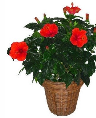 It is recommended to plant a Chinese rose in a wooden pot.