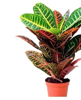 For planting use light soil fertilized with nutrients.