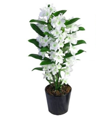 In spring and summer, orchids require abundant watering.