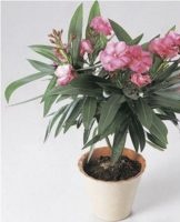 Rules for growing and caring for oleander at home, pruning and shaping