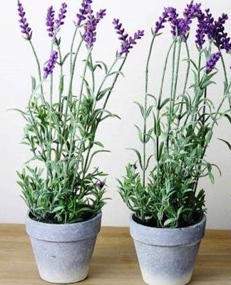 This plant reaches 30 centimeters in height.