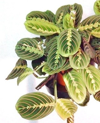 Arrowroot flowers are collected in loose spike-shaped white-pink inflorescences.