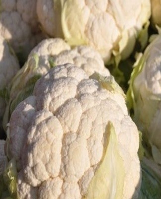 How and how much cauliflower can be stored at home, rules and choice of place