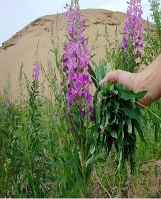 it is recommended to collect flowers for drying in early July, during the most active flowering period
