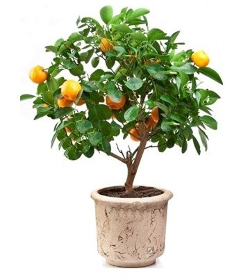  The crown is not formed, because the branches are sufficiently flexible.