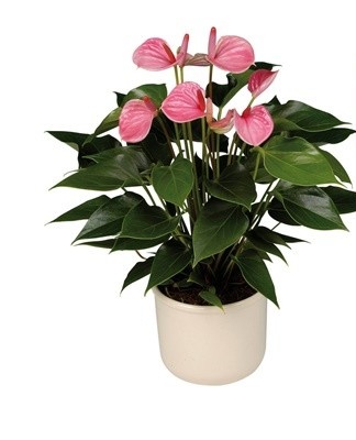 It is important to ensure that it is not exposed to drafts or direct sunlight.