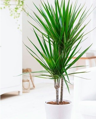 At home, the dracaena is bred in several ways: apical cuttings, stem pieces, seeds.