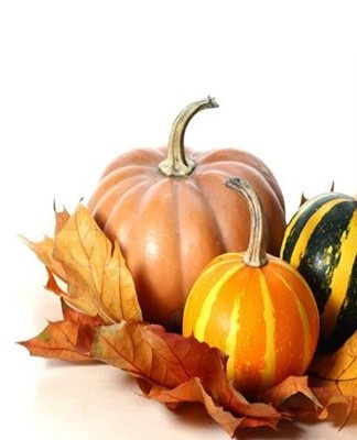 Fruits intended for long-term storage are harvested in dry, warm weather.