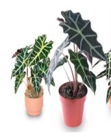 Rules for planting and caring for alocasia at home