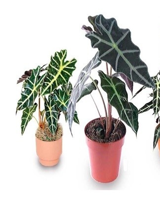 This tropical plant with large leaves loves moist environments.