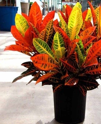 The average comfortable temperature for a plant is 24 degrees.