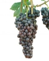 How to store grapes at home, rules and methods of harvesting berries for the winter