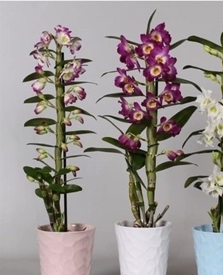 Achieving early flowering requires a difference between night and day temperatures.