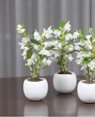 At the same time, it is worth cutting the pseudobulb from the mother plant and cutting it into cuttings.