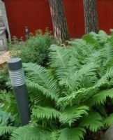 Rules for planting and caring for a fern in the garden, agricultural technology and growing secrets