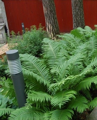 There are many methods of raising ferns, each with specific characteristics.