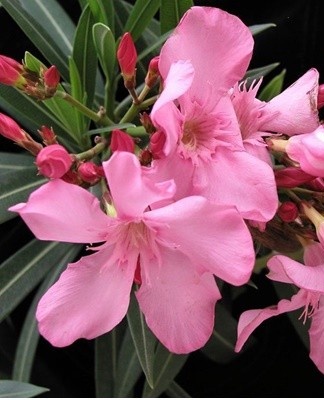 It is recommended to place the plant in the lightest place in the room.