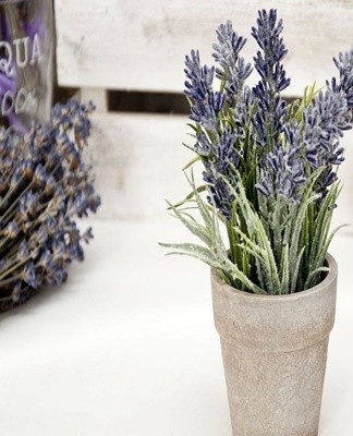 a pot of lavender