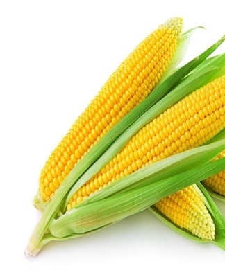 Corn can also be harvested as grain.