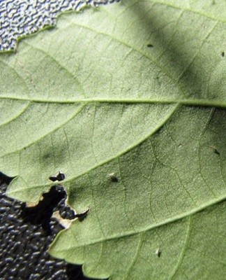 aphid on a leaf