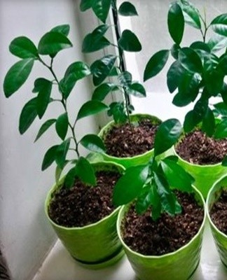 If it is impossible to create a mixture yourself, buy neutral soil.