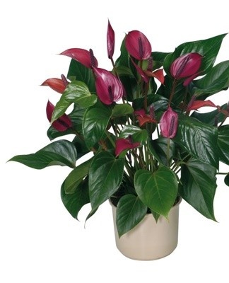 If the leaves at the ends have acquired a black tint, this indicates a calcium deficiency.