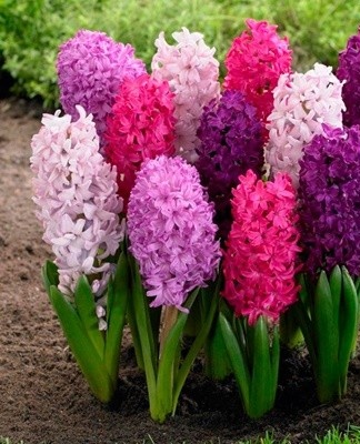 Planting and care of hyacinths in the open field, conditions and rules of cultivation