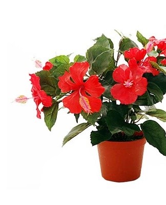 Rules for planting and caring for a Chinese rose at home, trimming and shaping a bush