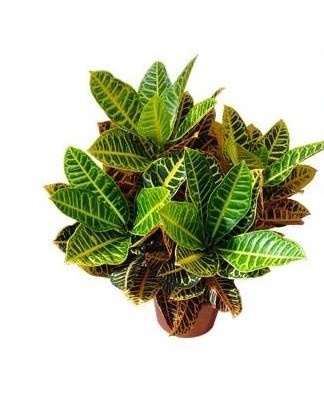 During flowering, the seeds ripen, thanks to them reproduction occurs.