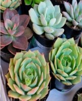 Caring for succulents at home and how to make soil with your own hands, rules for transplantation