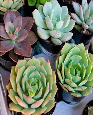 In winter, fertilizers are not applied, since the plant is at rest.