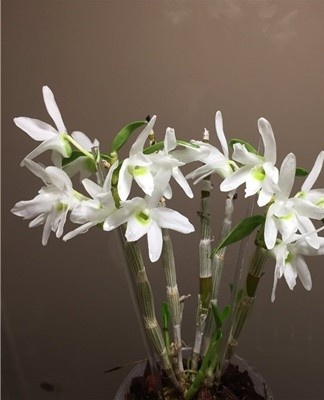 This variety is endemic to Japan.