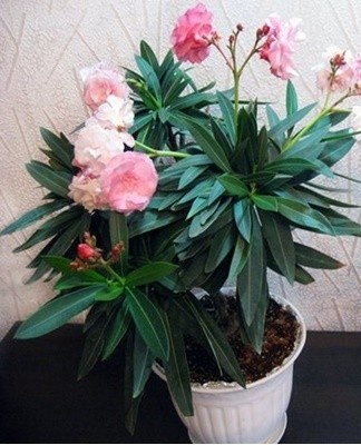 This involves the removal of weakened and mature branches.