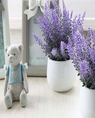 For the normal development of the plant, it must provide sufficient lighting.