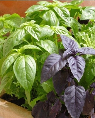 How to store basil at home in winter