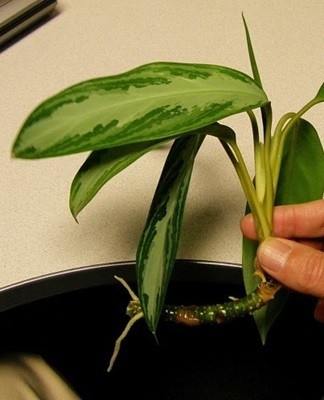 propagation by cuttings