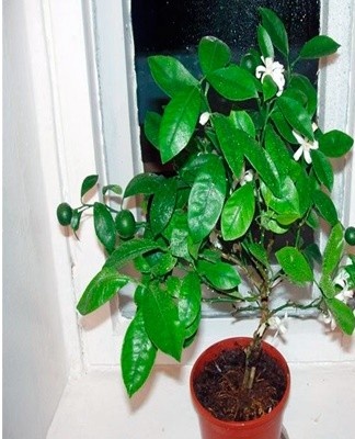 Water the soil as it dries out, only for leaves and fruit to develop.