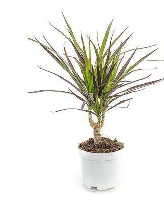 The main reason for the negative phenomenon is the formation of fungi due to excessive soil moisture.