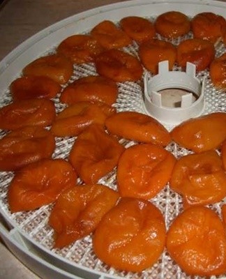 When drying apricots, they can be attacked by insects - flies and ants.