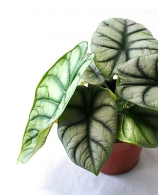 With improper care, the plant becomes ill and is affected by pests.