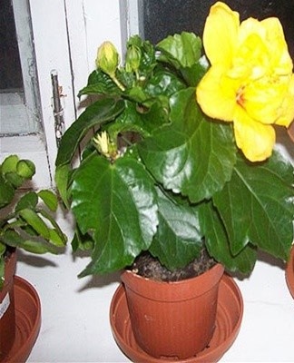 To rejuvenate an adult plant, all shoots are pruned to a height of 15 centimeters.