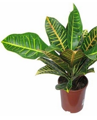 The only difference is in the color, size and flower varieties.