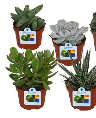 Another reason for this phenomenon is the introduction of top dressing in its pure form.