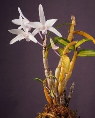 Yellowing of the leaves can be caused by attacks of harmful insects.