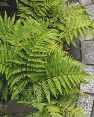 Forest fern does not need special preparation for the winter.