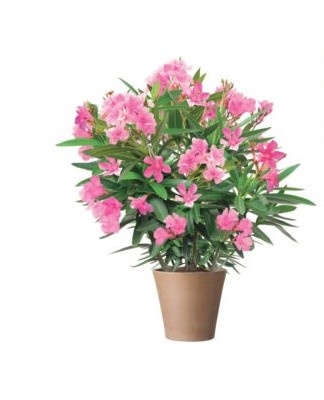 Within 3-4 years, young plants need annual transplantation.